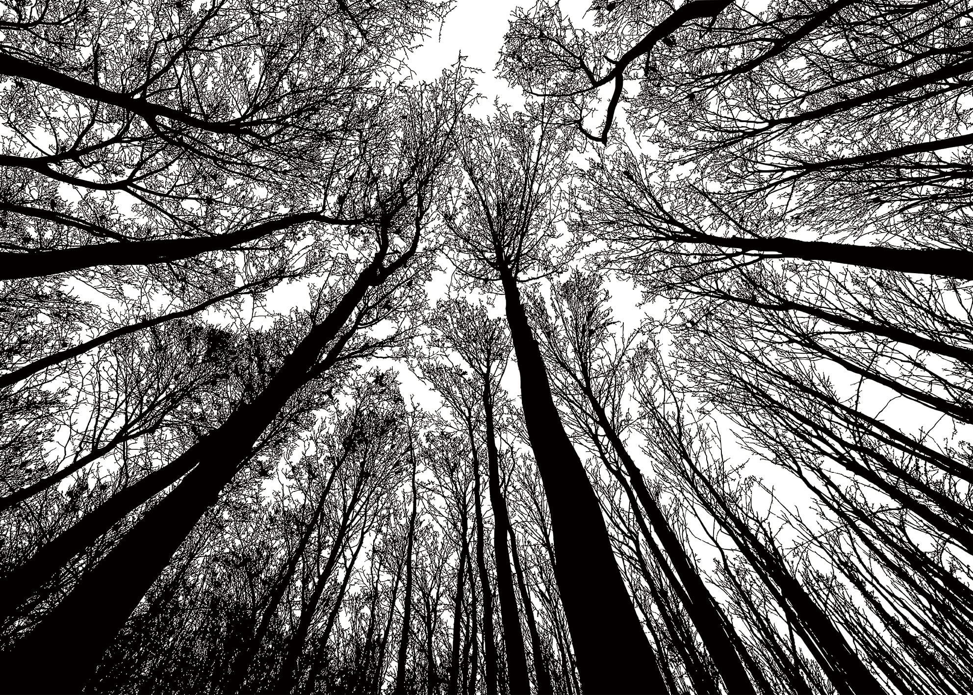 Forêt difficile Puzzle difficile 1000 pièces 1000 pièces