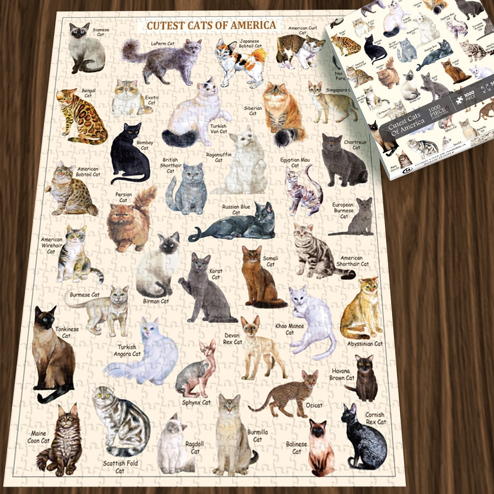 I più carini gatti puzzle 1000 pezzi